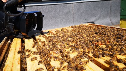 Pszczoły na dachu BCK, Pasieka Paweł Klucha